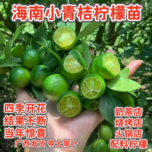 海南小青桔柠檬树苗嫁接四季结果