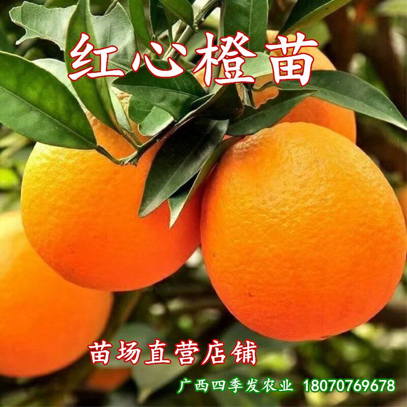 赣南脐橙红心橙苗嫁接红心橙子树苗南北方种植盆栽地栽当年结果