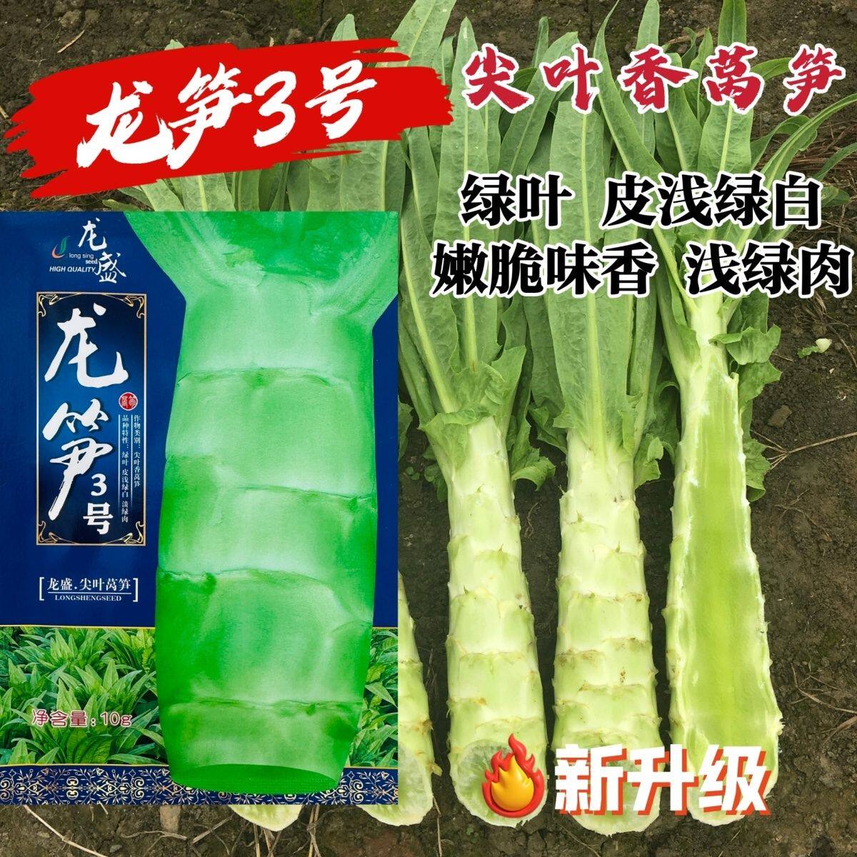 四川龙盛莴笋种籽龙笋3号莴笋种子春秋尖叶香莴笋莴苣种农家大田