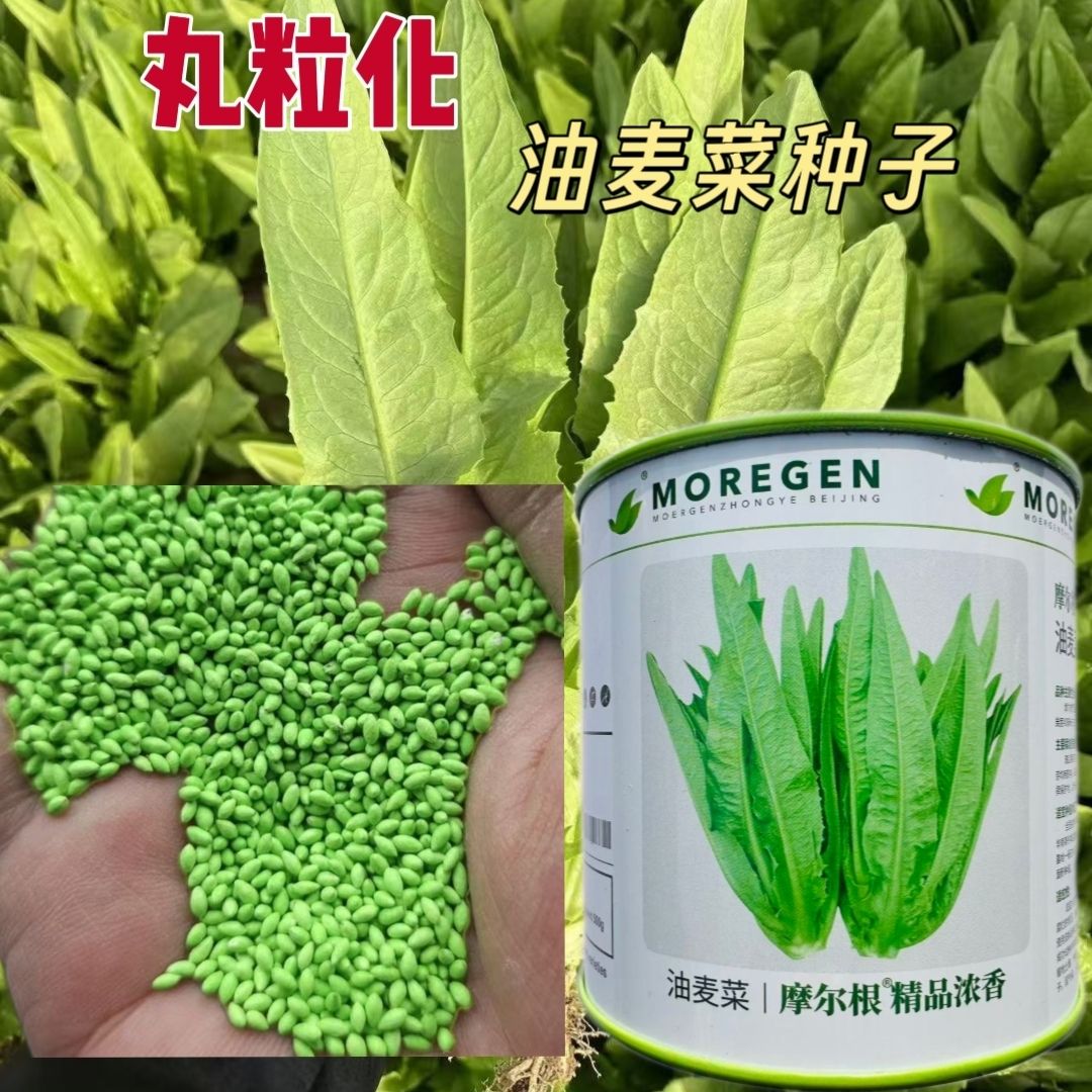 摩尔根精品浓香丸粒化油麦菜种子宽叶耐热耐寒四季油麦菜蔬菜种籽