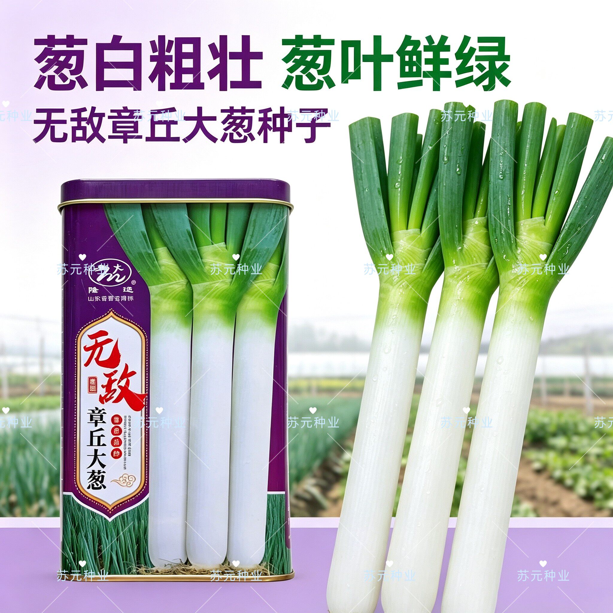 隆达无敌章丘大葱种子叶片浓绿带蜡粉杆硬实植株高大耐热耐寒大葱