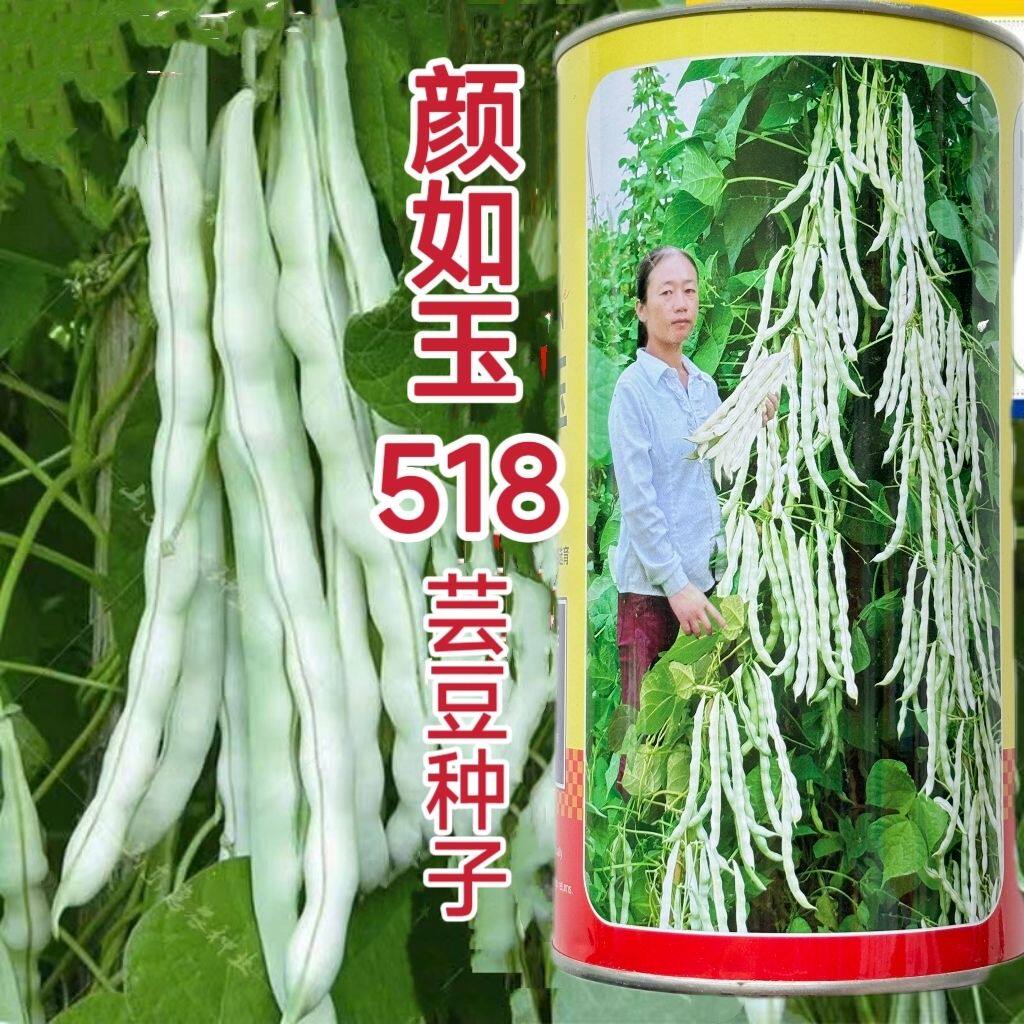 颜如玉518芸豆种子早熟高产爬架四季豆种子四季老来少架豆种子