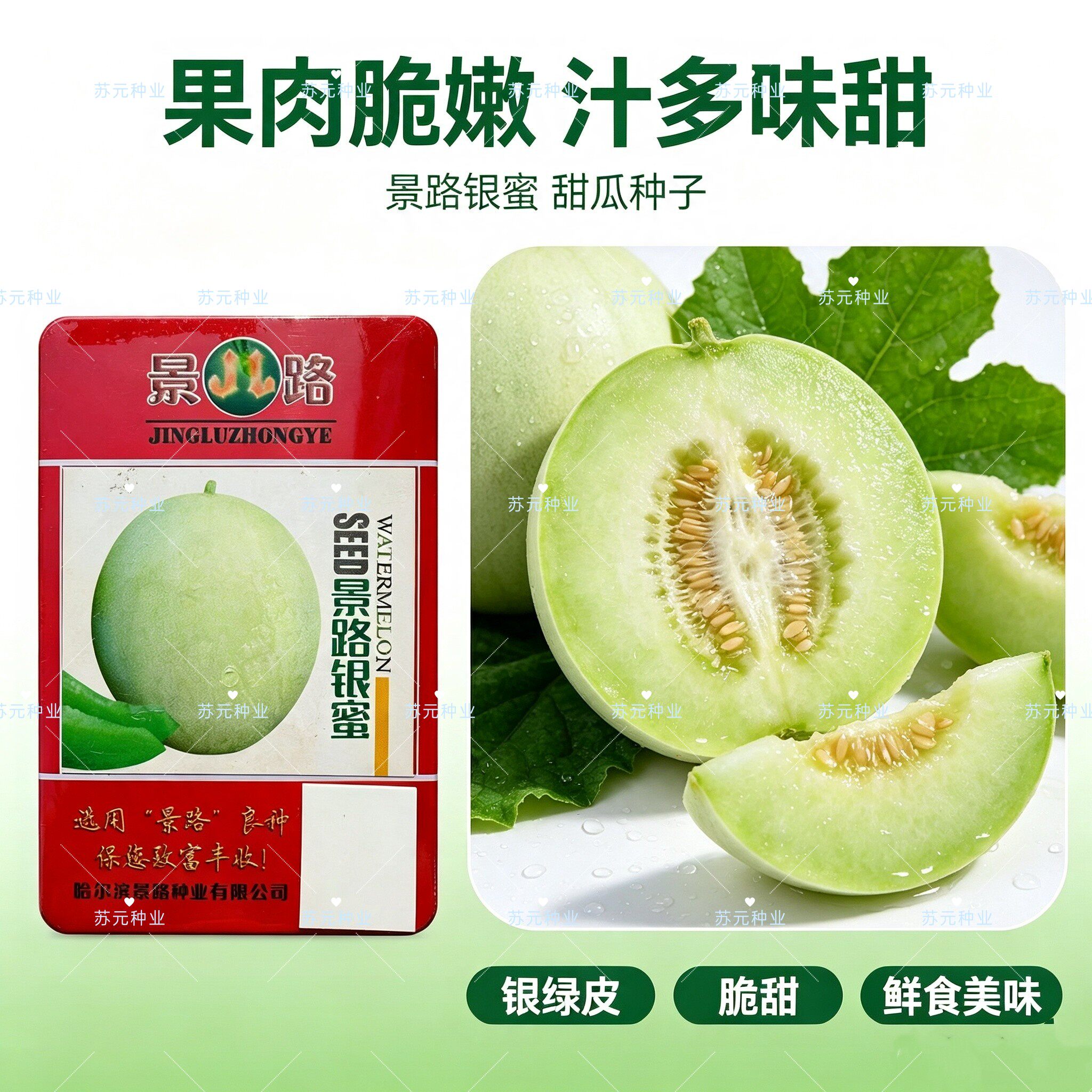 景路银蜜甜瓜种子果皮白色并透肉绿色果面光滑肉脆耐运输春季种植