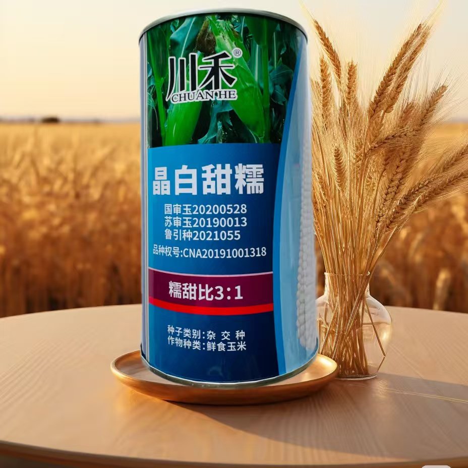 川禾晶白甜糯玉米种子甜加糯甜糯可口棒大高产苞谷种籽加甜糯玉米