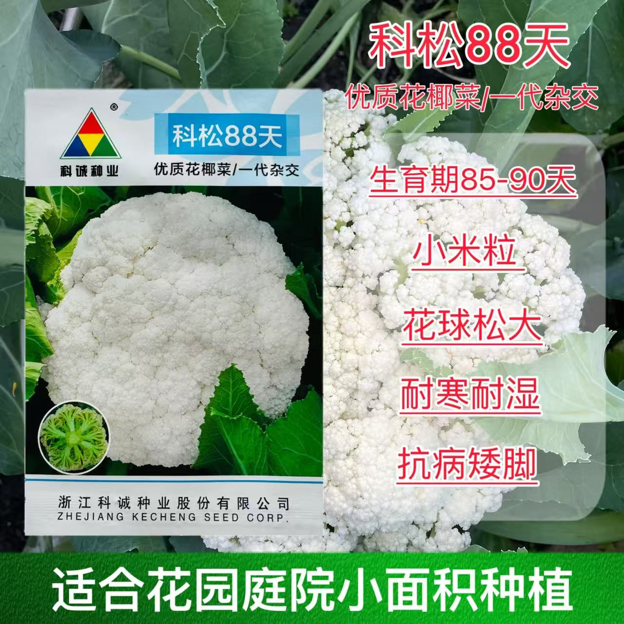 青梗花菜松花种子花椰菜高产南北方有机种籽菜花盆栽春秋四季蔬菜