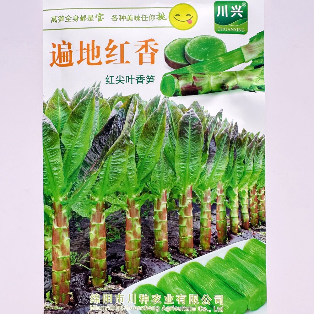 遍地红香红尖叶香笋种子薄皮抗病高产莴苣菜种籽农家秋冬季播