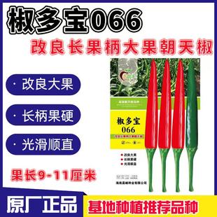 椒多宝066改良大果朝天椒种子长把长柄硬果早熟耐高温耐干旱高产