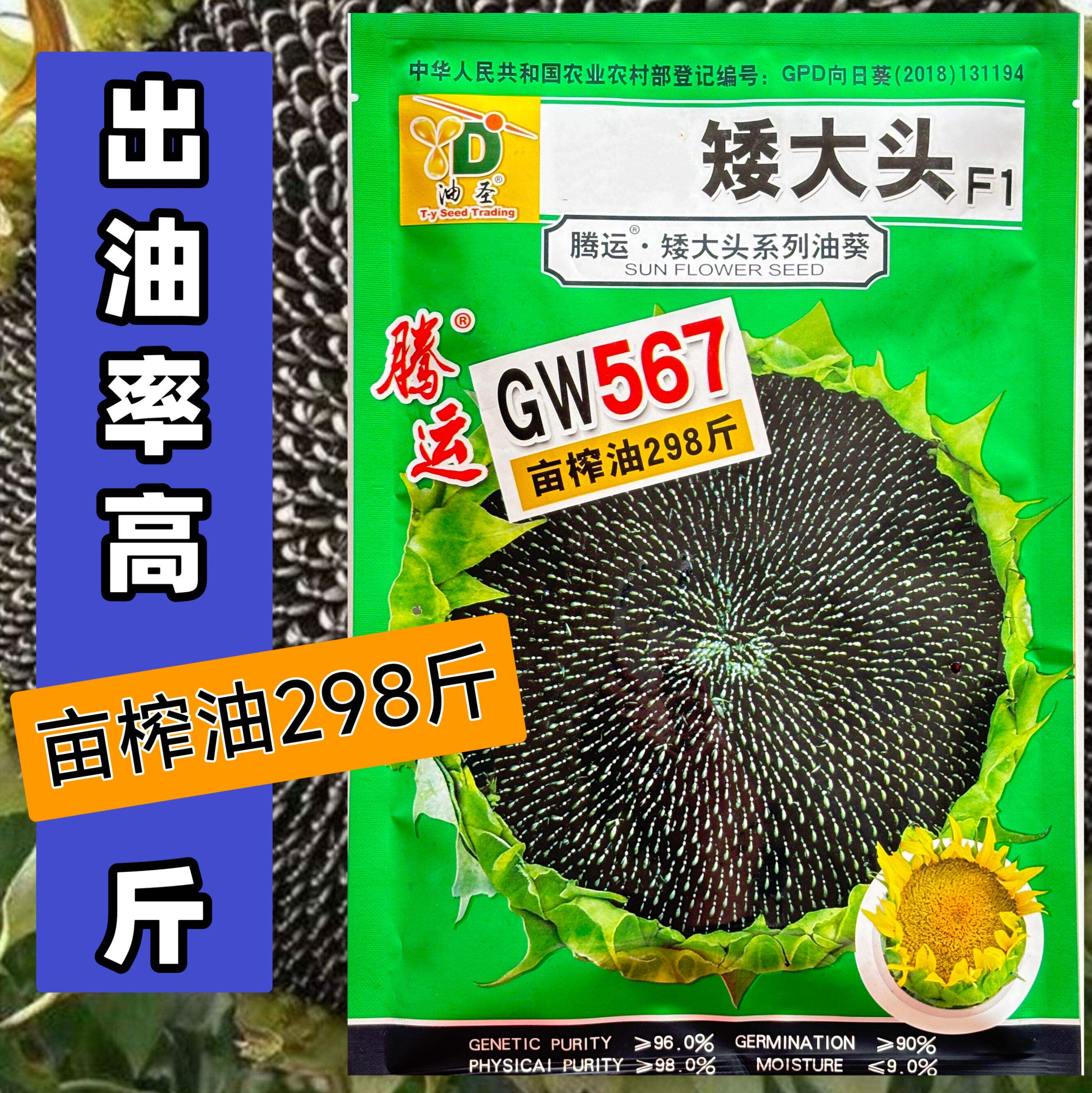 矮大头油葵种子榨油向日葵种籽皮薄出油率高抗干旱667向日葵籽