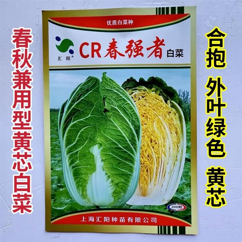 CR春强者白菜种子春秋两用型黄心白菜种子外叶绿合包抗病强白菜籽
