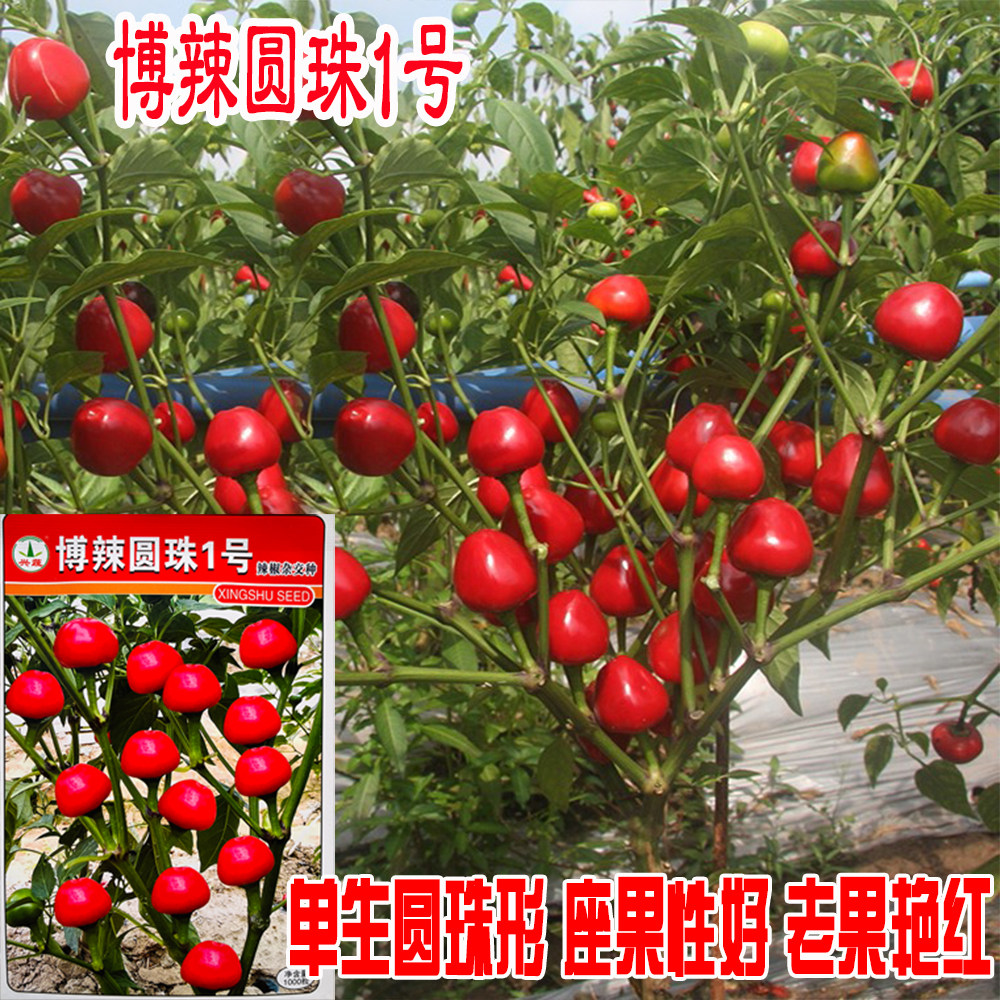 博辣圆珠1号泡椒辣椒种子鲜红浓辣高产抗病农家春秋播新品圆椒籽