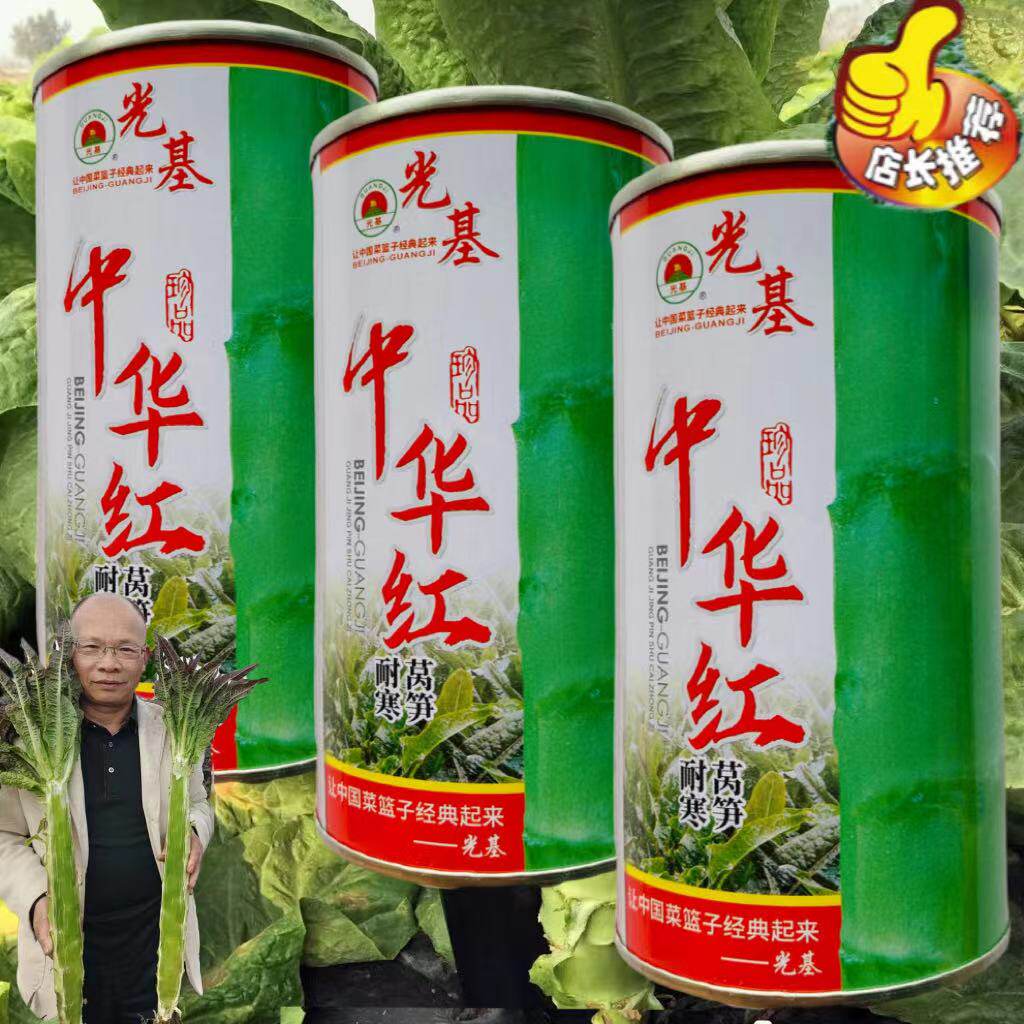 中华红尖叶青皮青肉香莴笋种子 耐寒莴苣大田用种肉翠绿 口感清香
