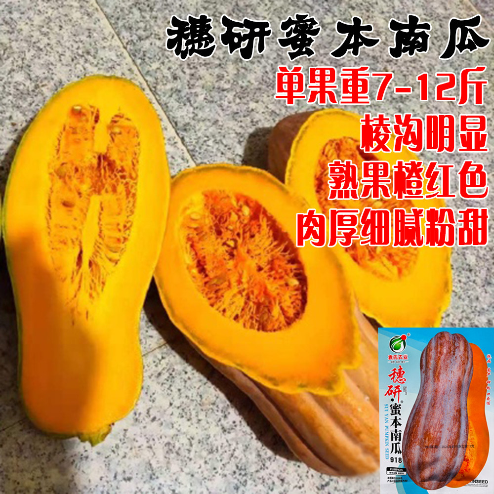 穗研蜜本南瓜种子中熟高产抗病抗倒伏农家菜园基地种植南瓜种子籽