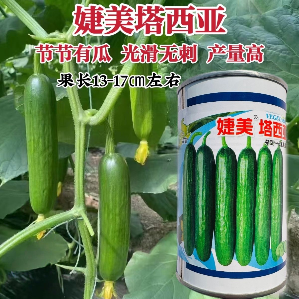 婕美塔西亚小黄瓜种子光滑无刺节节有瓜荷兰水果黄瓜种子春秋丰产