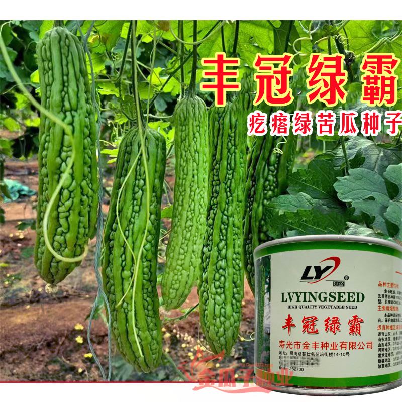 丰冠绿霸苦瓜种子疙瘩绿苦瓜早熟长势强耐低温耐高温大田高产苦瓜