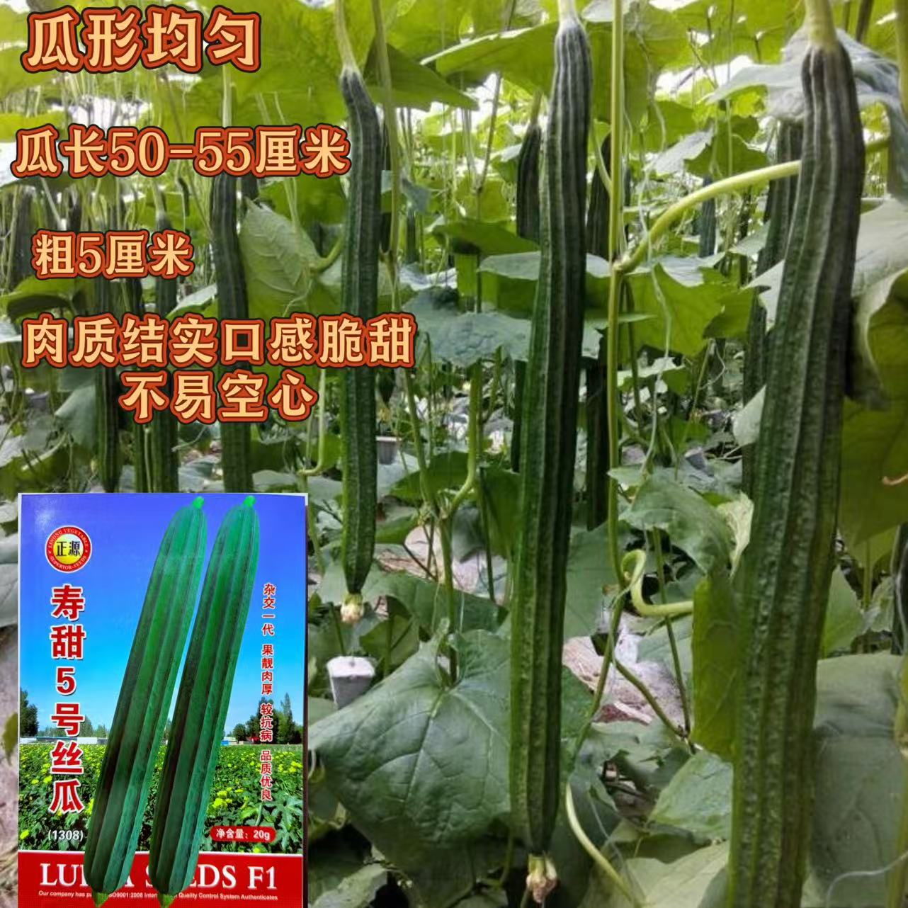 正源寿甜5号棱丝瓜种子杂交早熟角瓜种籽子农家高产蔬菜孑