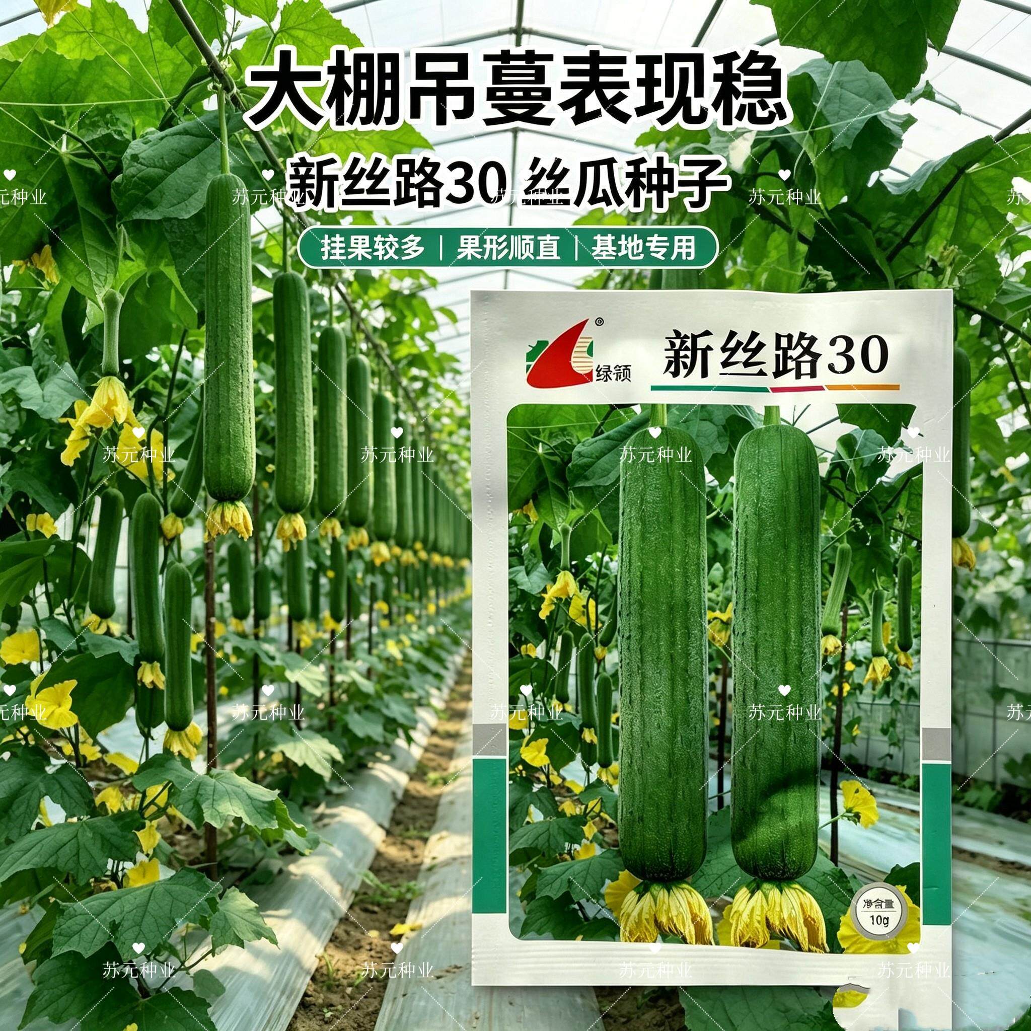 新丝路30丝瓜种子早熟高产抗病耐热耐寒春秋播农家大田基地蔬菜种