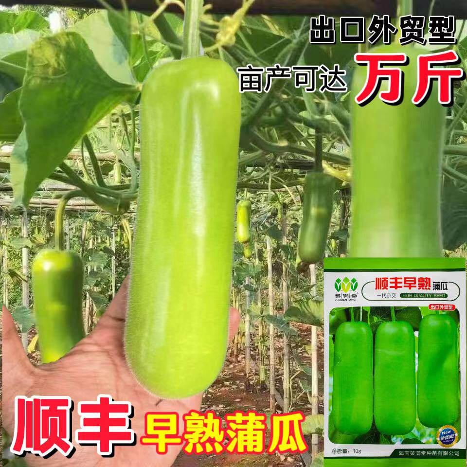 顺丰早熟蒲瓜种子短瓠瓜短棒高产