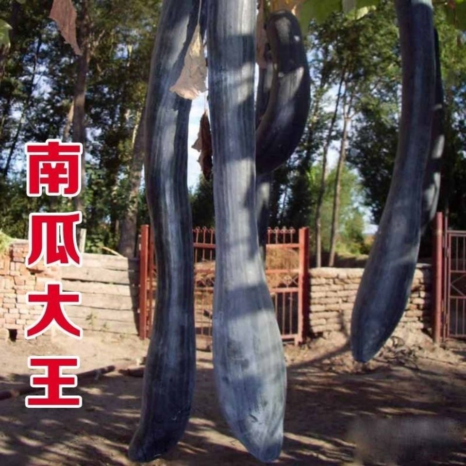 黑面南瓜种子高产黑皮吊瓜黄心甜面粉糯长瓜蜜本种籽春秋蔬菜种孑