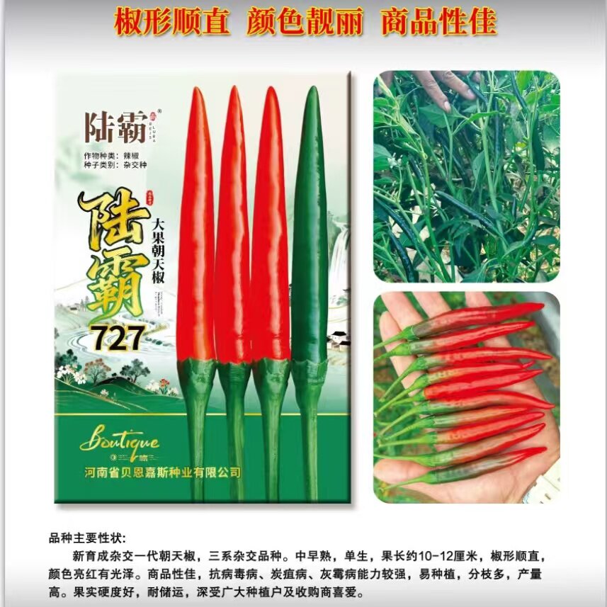陆霸727朝天椒种子三系杂交大果朝天椒种子亮红色辣椒种子产量高