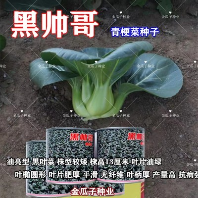 耐寒束腰青菜油亮抗病高产耐高温