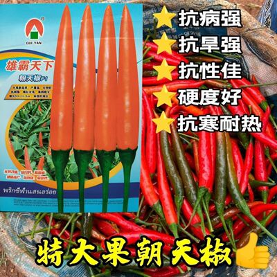 雄霸天下大果朝天椒辣椒种子 长势旺抗病强 把子粗长采收期长