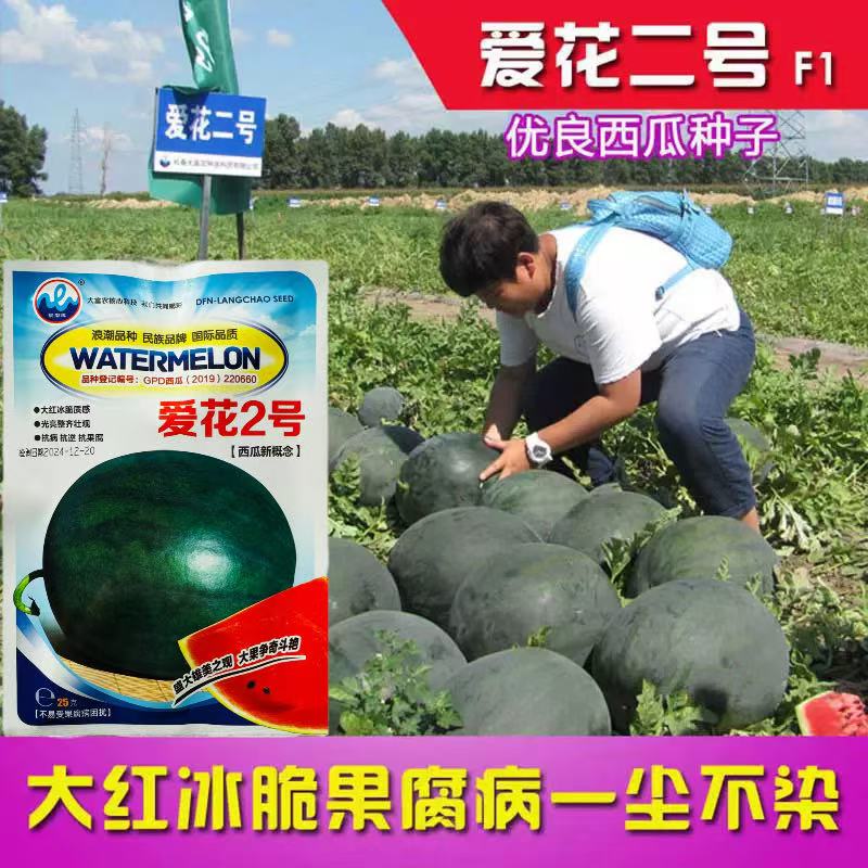 爱花2号西瓜种子黑皮特大高产抗病超甜中早熟红瓤冰糖西瓜种籽孑