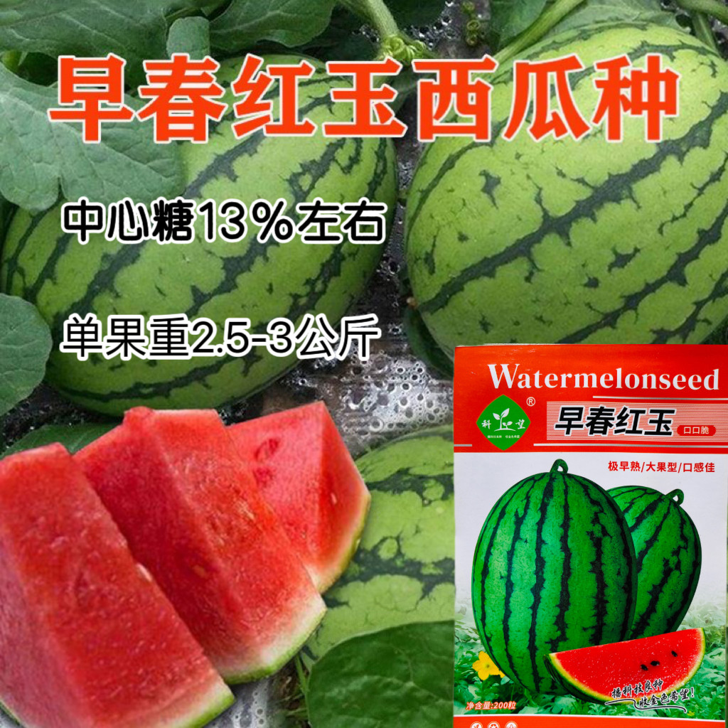 早春红玉西瓜种子早熟礼品小西瓜籽椭圆形薄皮高糖耐贮运大田西瓜