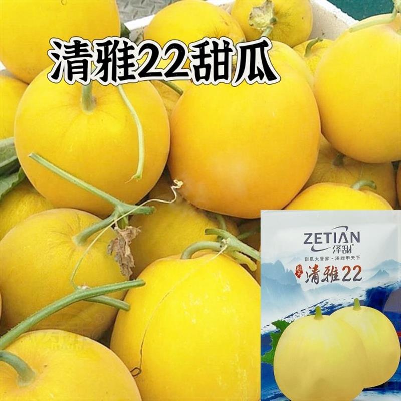 清雅22甜瓜种子极早熟薄皮杂交香瓜种子抗病产量高口感佳甜瓜种子