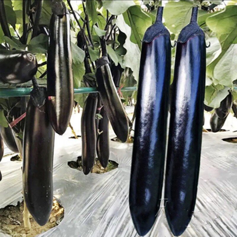 茄子种子大全杭茄一号早熟紫黑长茄子种籽春秋季四季菜园蔬菜种孑