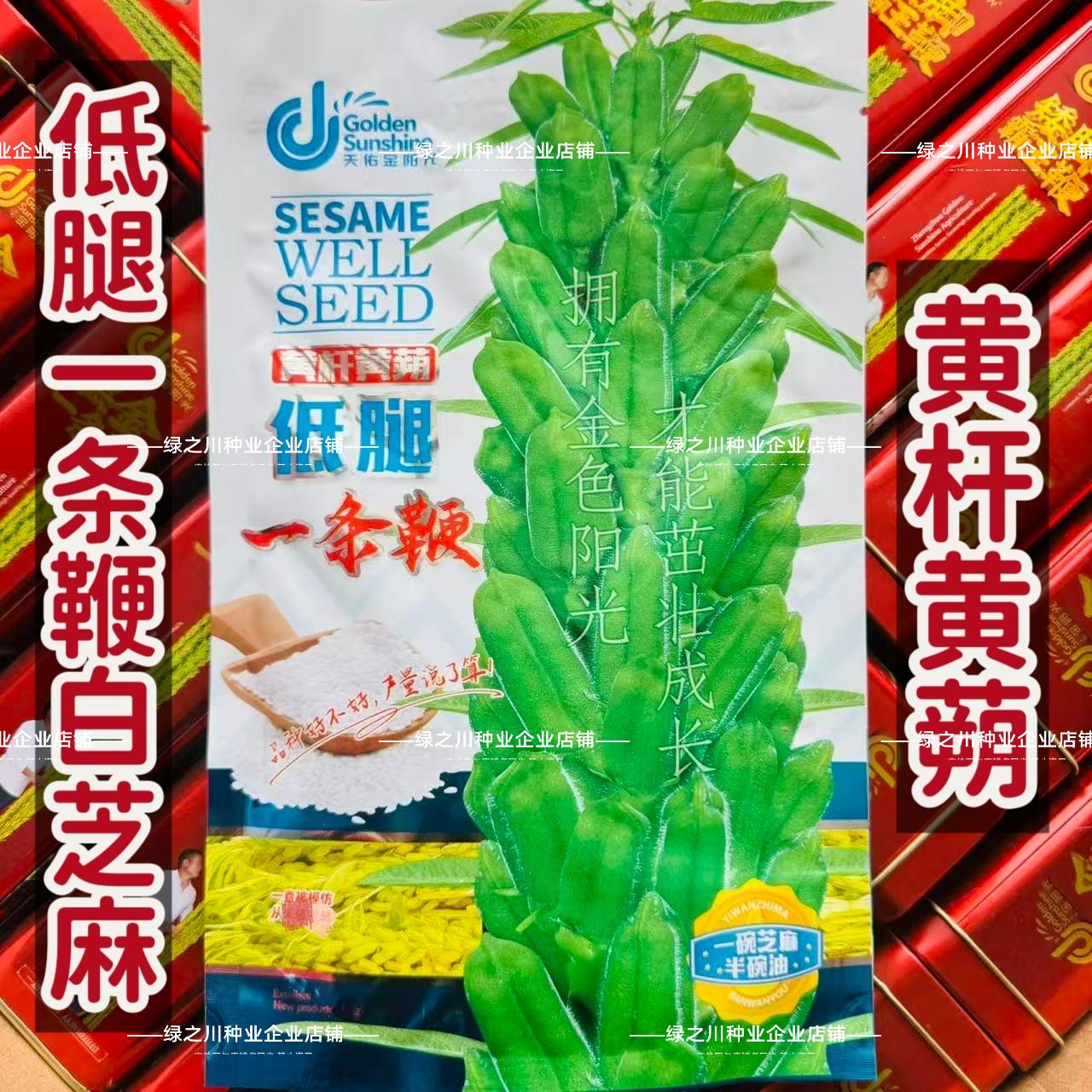 低腿一条鞭芝麻种子黄杆黄蒴白芝麻种子高产蒴果肥大矮脚芝麻种籽