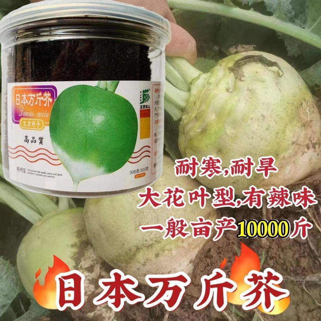 光头芥菜种子日本万斤芥二道眉芥菜头疙瘩辣老咸菜秋季蔬菜种子籽