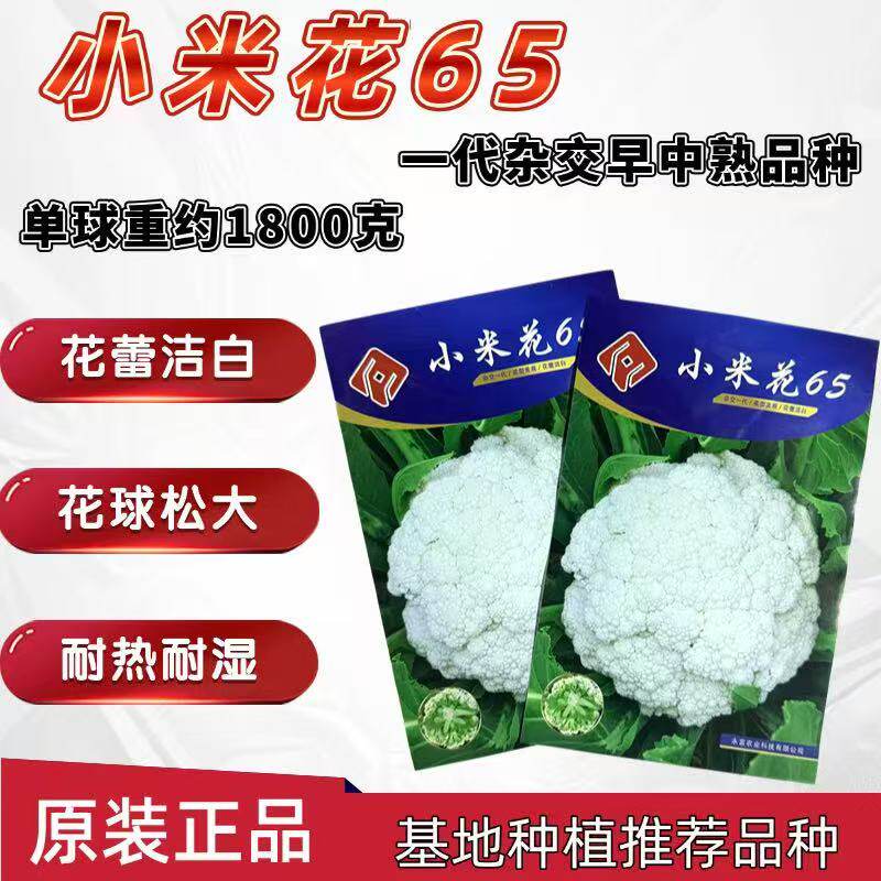 小米花65一代杂交早中熟松花菜种子耐热耐湿早熟白色高产花球松大
