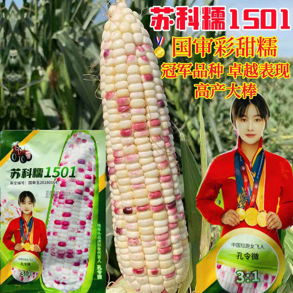 苏科糯1501彩甜糯玉米高产抗倒病