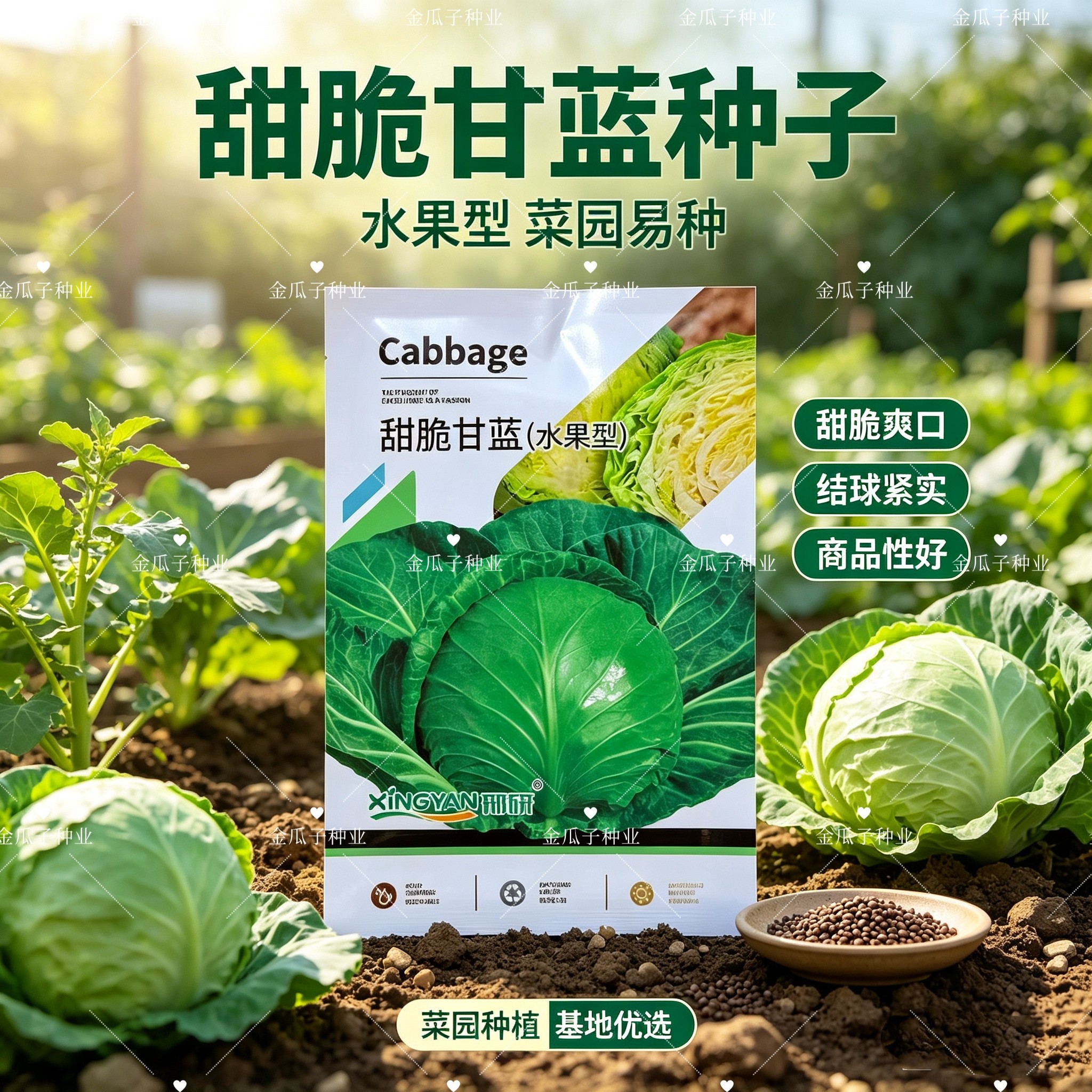 甜脆甘蓝种子水果型包菜种籽秋播南北方蔬菜包头菜青菜种孑大头菜