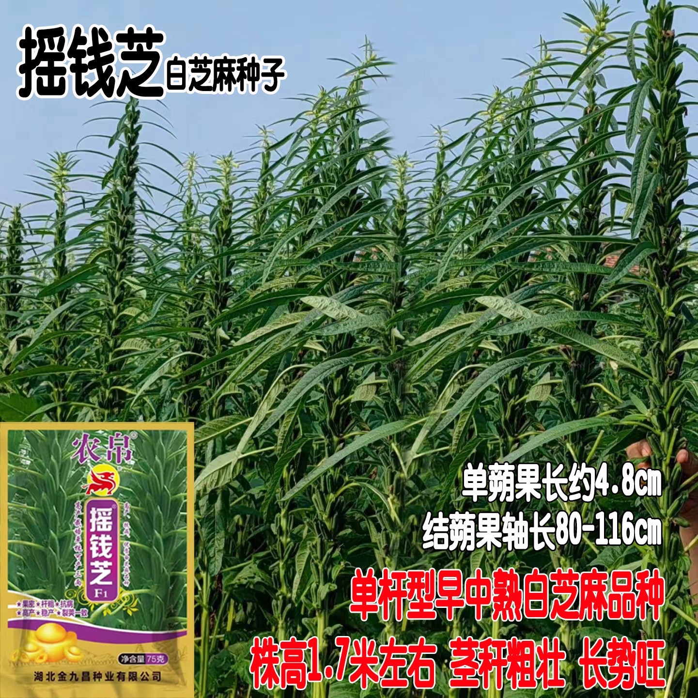 摇钱芝芝麻种子高产白芝麻种子高油抗病耐裂正品抗倒伏芝麻种籽子
