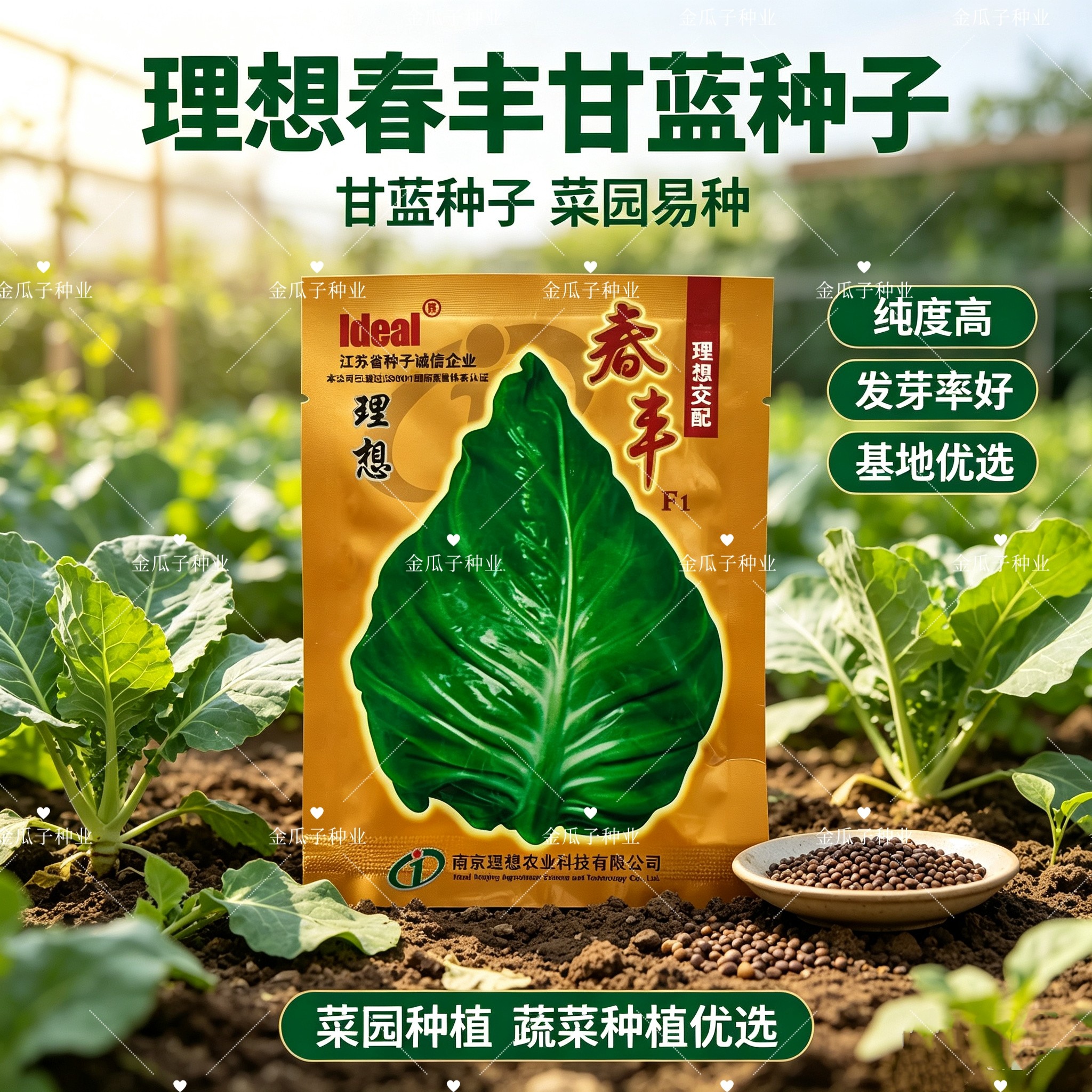 理想春丰一代杂交牛心甘蓝种子冬性强耐抽苔春秋越冬牛心包菜种子