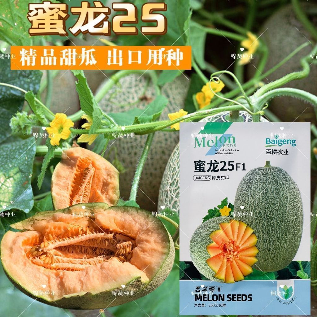 蜜龙25F1哈蜜瓜种子中熟厚皮甜瓜种籽细嫩脆爽清香甜蜜香瓜种子孑