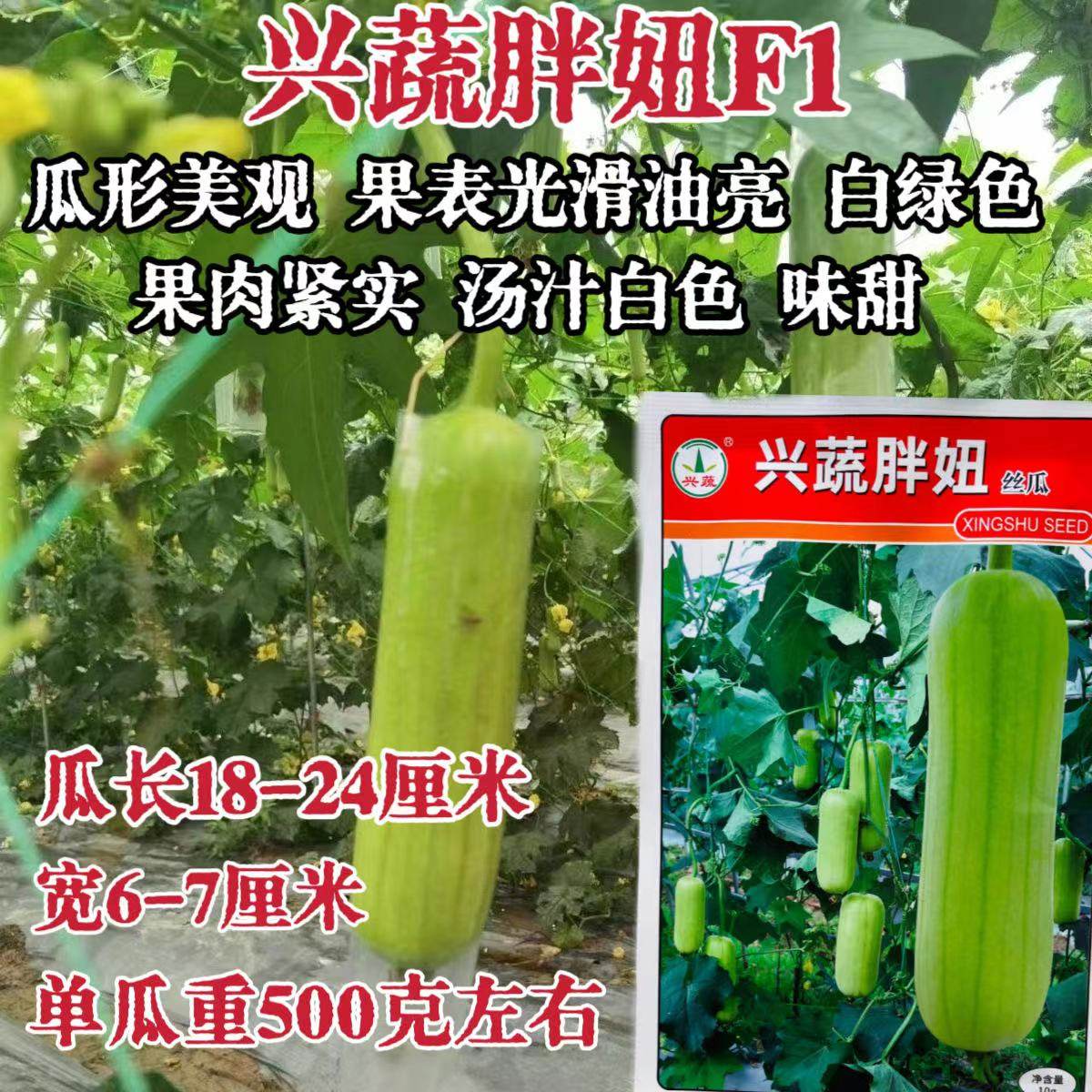 胖妞白丝瓜种籽中熟短棒形白绿皮丝瓜种子农家春夏秋季播蔬菜