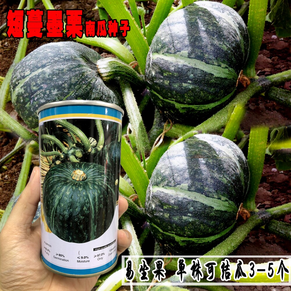 短蔓墨栗南瓜种子早熟丰产果实扁圆形肉质甜尔细腻优质南瓜种籽孑