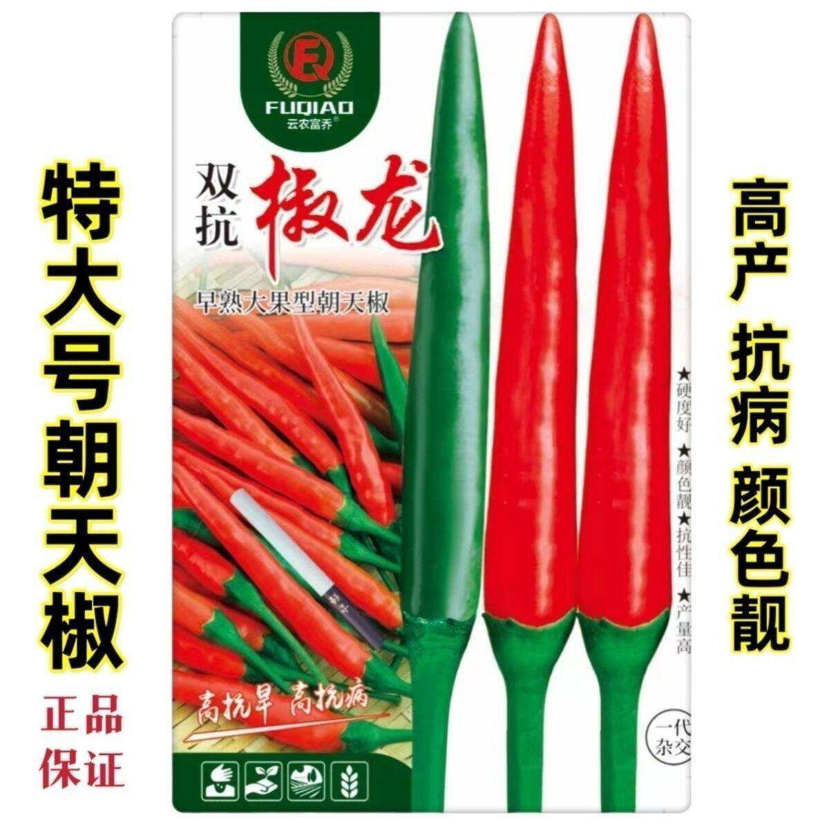 云南热销泰国双抗椒龙朝天椒种子雷神升级特大号朝天辣椒种子抗病