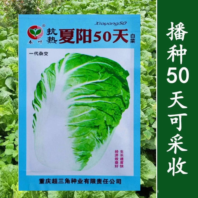 抗热夏阳50天白菜种速生抗热耐湿