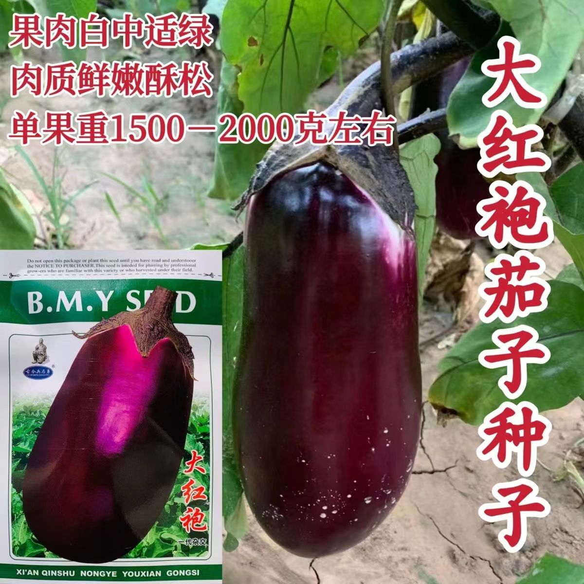大红袍茄子早熟高产抗病肉细腻