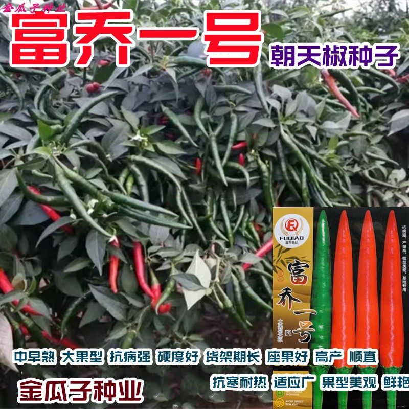 进口大果朝天椒种子高产抗病香辣