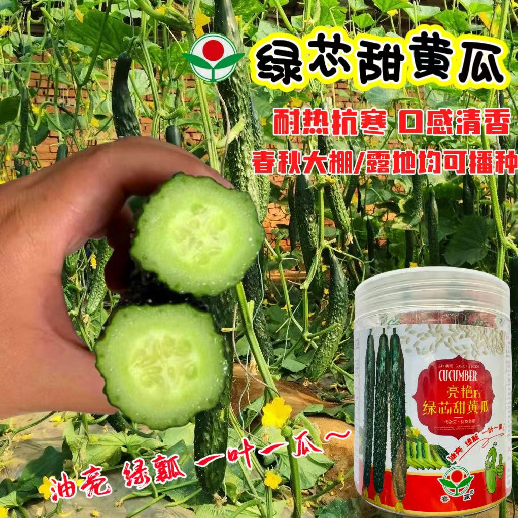 亮艳绿芯甜黄瓜种子油亮绿瓤黄瓜籽种青瓜种孑夏秋季蔬菜种籽包邮