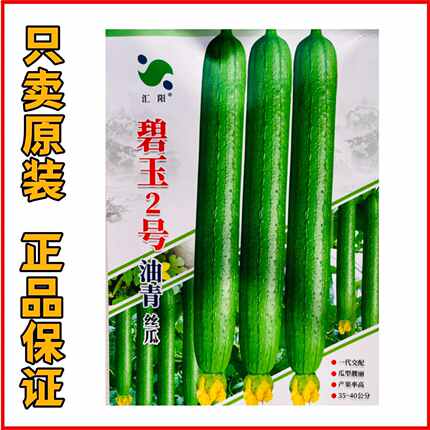 碧玉2号油青丝瓜油绿皮丝瓜种籽高产春秋香蕉丝瓜种子大田专用种