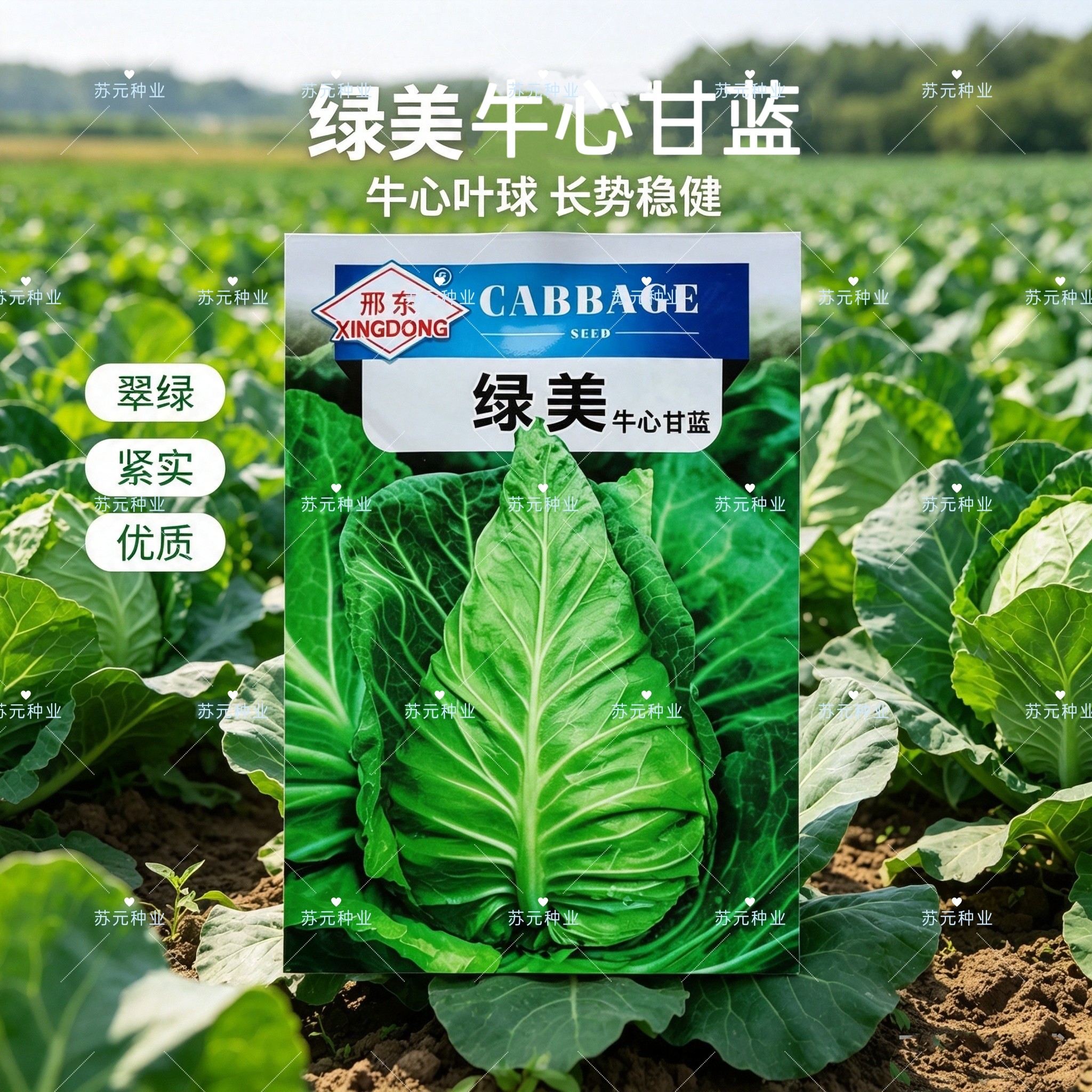 绿美牛心甘蓝种子早熟抗病耐热寒牛心甘蓝种籽结球紧实黄心腊粉少