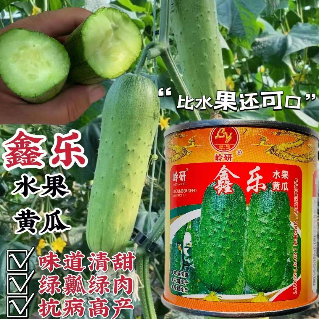 鑫乐水果黄瓜种子强雌性小黄瓜种籽味道清甜瓜味浓绿瓤绿肉春秋种
