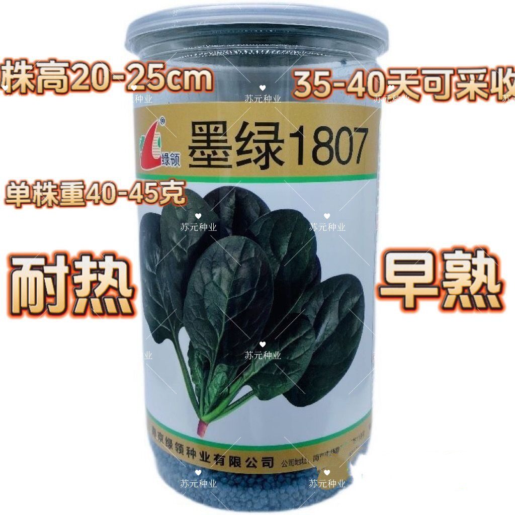 绿领墨绿1807菠菜种子早熟高产抗病春秋黑圆叶菠菜种红根菠菜种籽