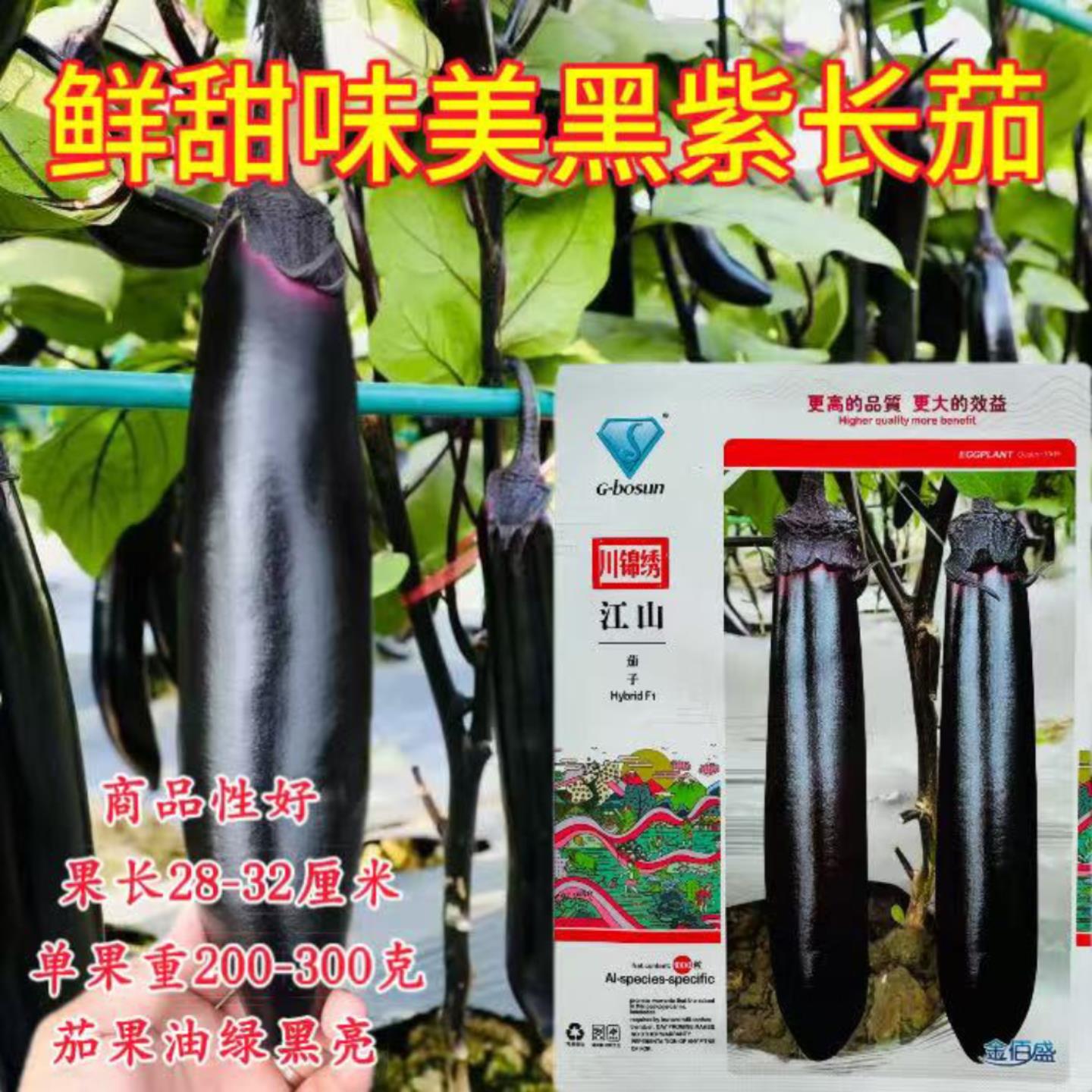 茄子种子早熟杂交一代江山长茄种籽农家春秋播油亮黑长茄籽