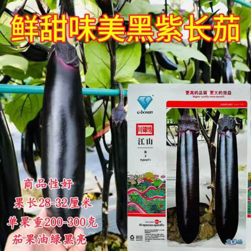 茄子种子早熟杂交一代江山长茄种籽农家春秋播油亮黑长茄籽